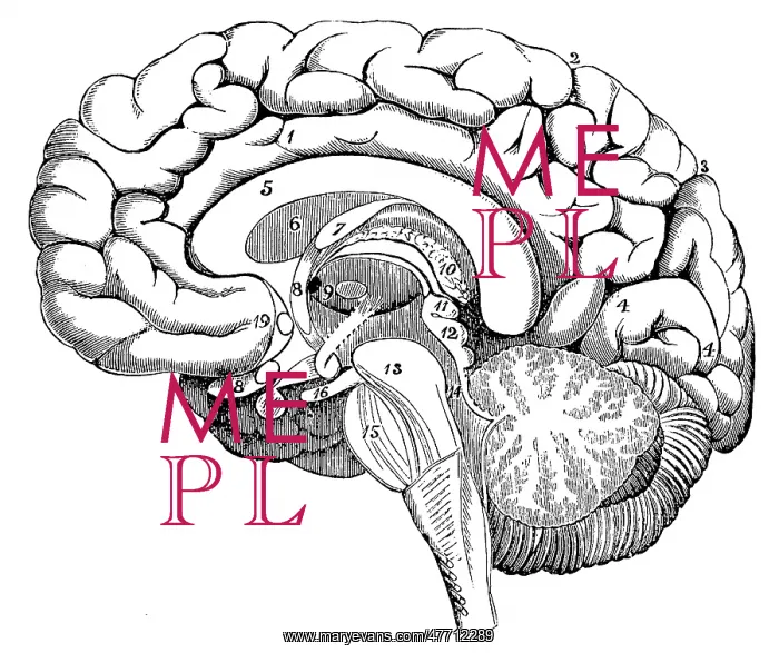  : Section of the Brain