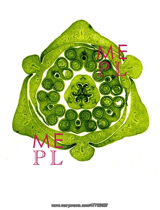 : Section of Lily Bud, Early Photomicrograph : Section of Lily Bud, Early Photomicrograph