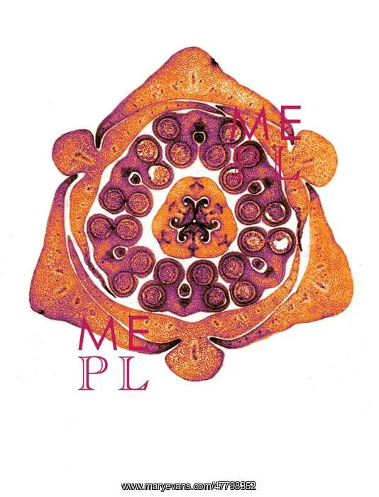 : Section of Lily Bud, Early Photomicrograph : Section of Lily Bud, Early Photomicrograph