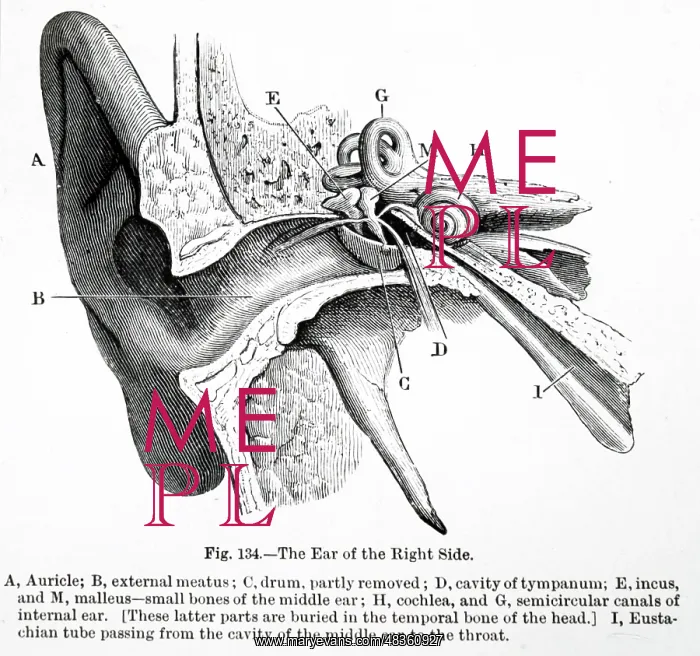  : Sectional view of the human ear