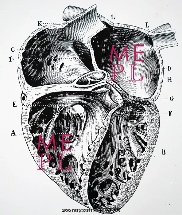  : Sectional view of the human heart