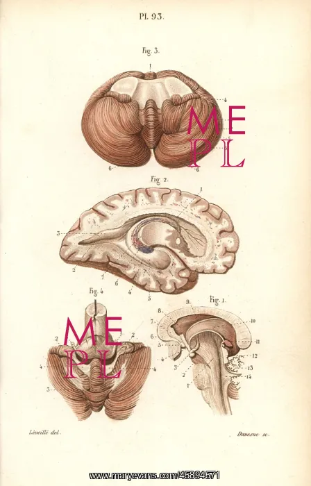 : Sections through the brain, cerebellum and ventricles : Sections through the brain, cerebellum and ventricles