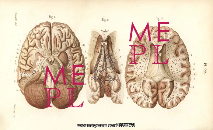 : Sections through the brain and pineal gland : Sections through the brain and pineal gland