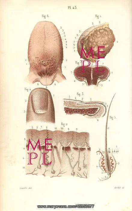 : Sections of the breast, tongue, skin and finger : Sections of the breast, tongue, skin and finger