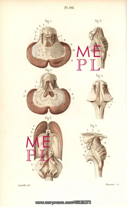 : Sections through the cerebellum, ventricular system : Sections through the cerebellum, ventricular system