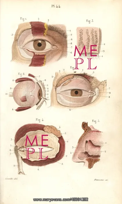 : Sections of the eye socket and nasal cavity : Sections of the eye socket and nasal cavity