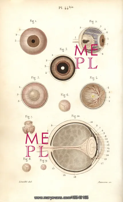 : Sections of the eyeball and its membranes : Sections of the eyeball and its membranes