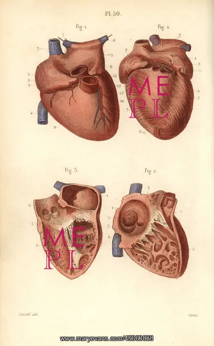 : Sections of the heart : Sections of the heart