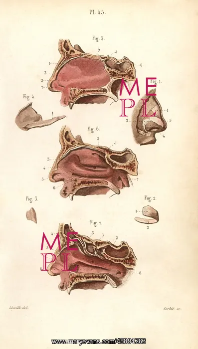: Sections of the nasal cavity : Sections of the nasal cavity