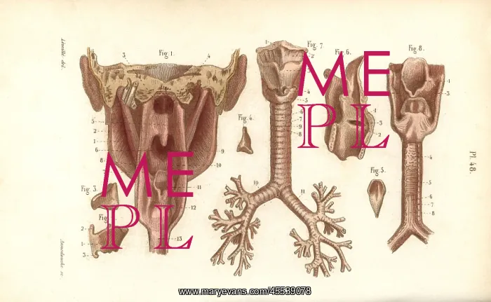 : Sections of the pharynx and larynx : Sections of the pharynx and larynx