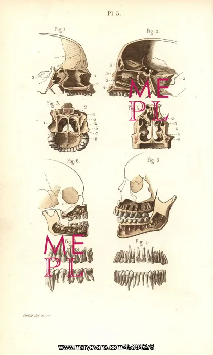 : Sections of skull, nasal cavity, jaw and teeth : Sections of skull, nasal cavity, jaw and teeth