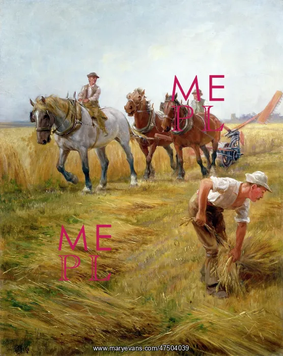  : Securing the Stooks ' harvesting scene