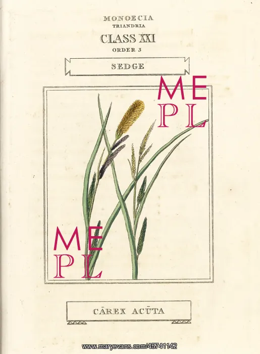  : Sedge, Carex acuta