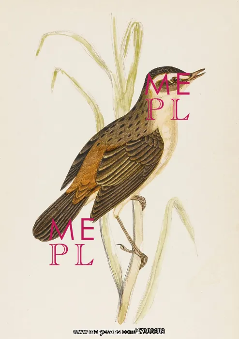  : SEDGE-WARBLER (MORRIS)