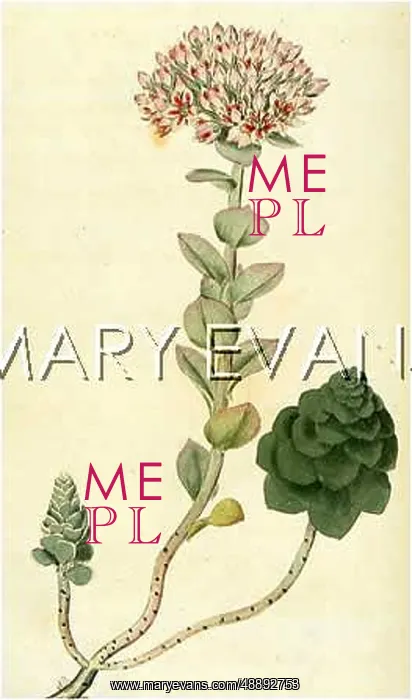  : SEDUM ANACAMPSEROS