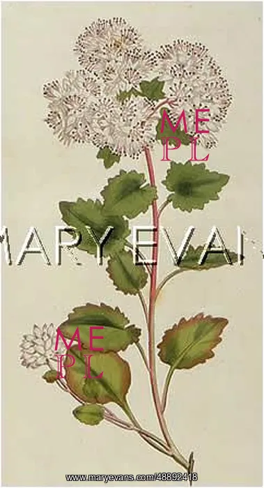 : SEDUM POPULIFOLIUM : SEDUM POPULIFOLIUM