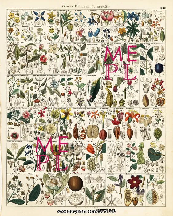 : Seed and fruit plants : Seed and fruit plants