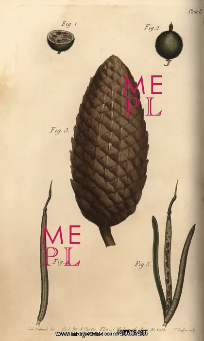 : Seed vessel pericarpium of the gooseberry 1-2 : Seed vessel pericarpium of the gooseberry 1-2