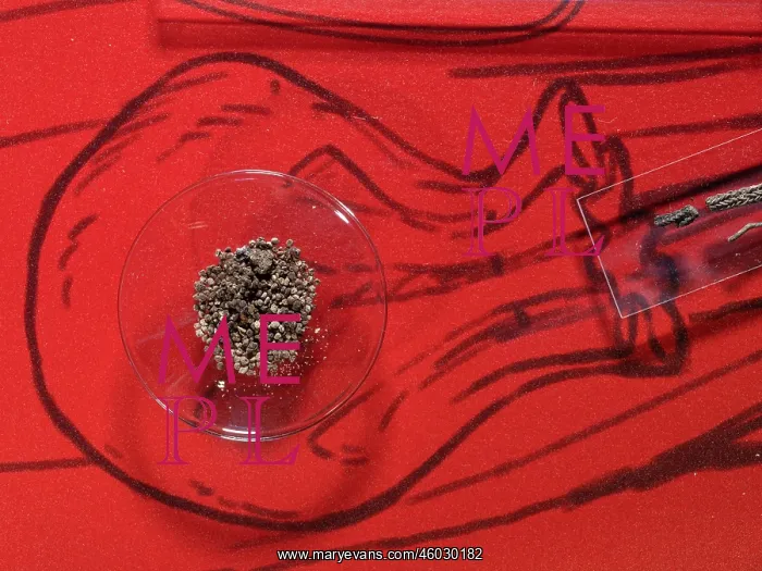 : Seeds, National Museum of Denmark, Copenhagen, Denmark : Seeds, National Museum of Denmark, Copenhagen, Denmark