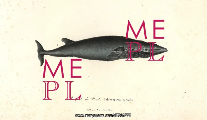 : Sei whale, Balaenoptera borealis. Endangered : Sei whale, Balaenoptera borealis. Endangered