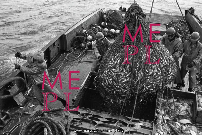 : Seiner. USSR. May 30, 1986. A catch of a seine-net fishing vessel. Sergei Kozlov / TASS : Seiner. USSR. May 30, 1986. A catch of a seine-net fishing vessel. Sergei Kozlov / TASS