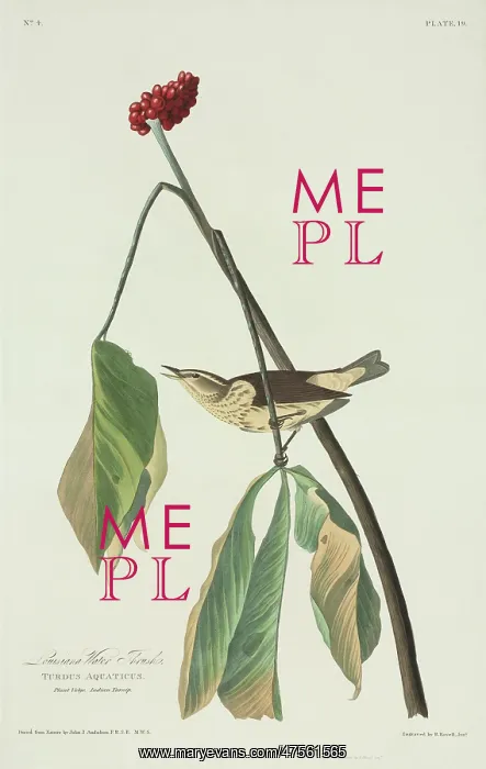 : Seiurus motacilla, Louisiana waterthrush : Seiurus motacilla, Louisiana waterthrush