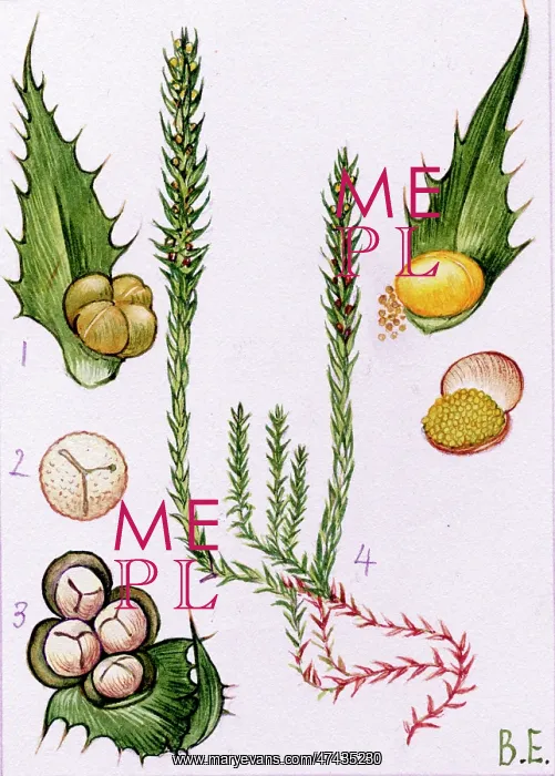 : Selaginella selaginoides