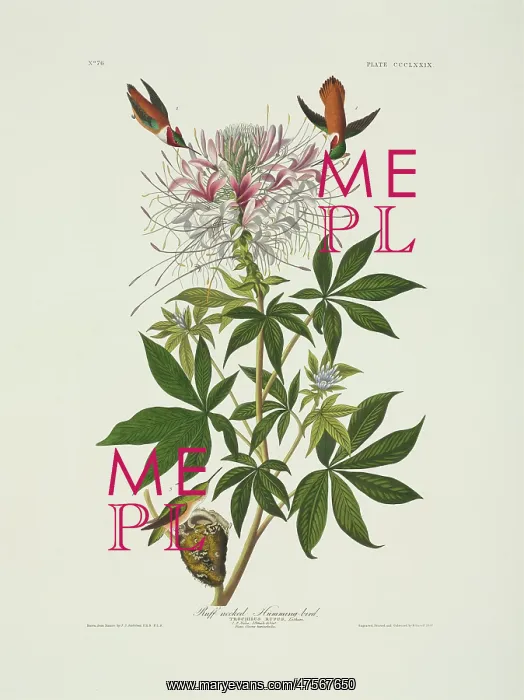: Selasphorus rufus, rufous hummingbird : Selasphorus rufus, rufous hummingbird