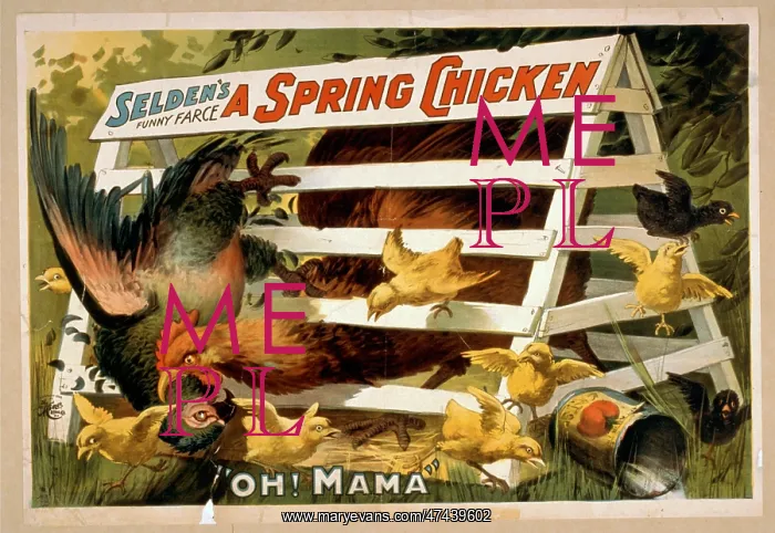 : Selden's funny farce, A spring chicken : Selden's funny farce, A spring chicken