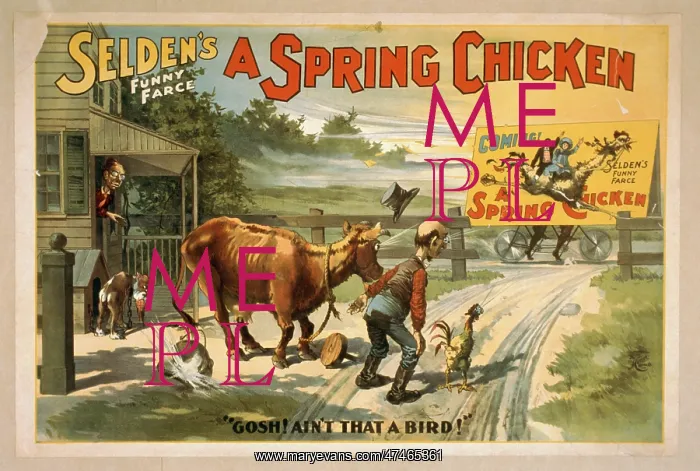  : Selden's funny farce, A spring chicken