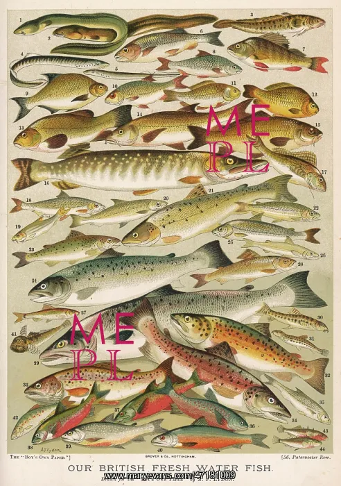 : A selection of British fresh water fish : A selection of British fresh water fish