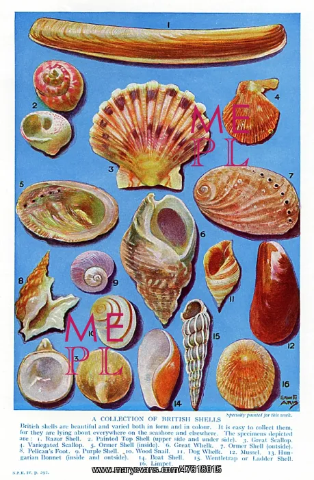 : A selection of British Shells : A selection of British Shells