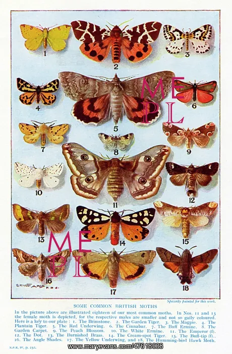 : A selection of common British Moths : A selection of common British Moths