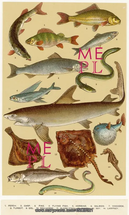 : A SELECTION OF FISH : A SELECTION OF FISH