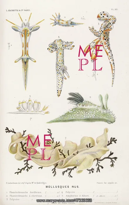  : SELECTION OF MOLLUSCS