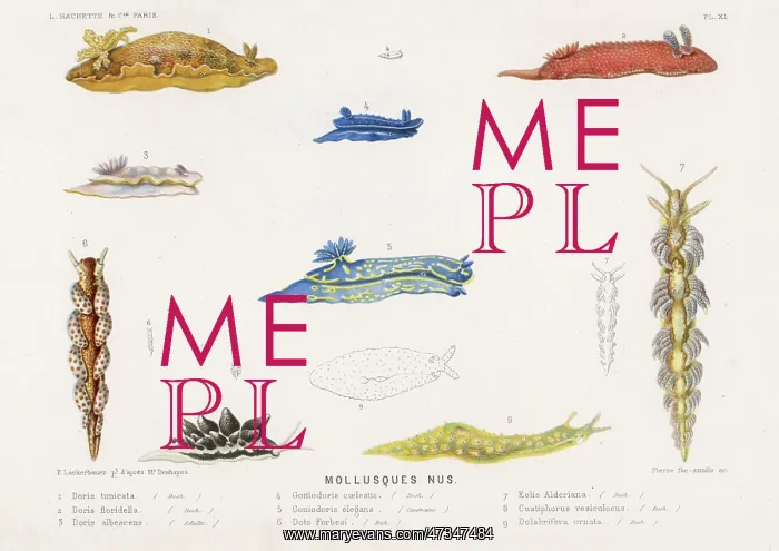  : SELECTION OF MOLLUSCS
