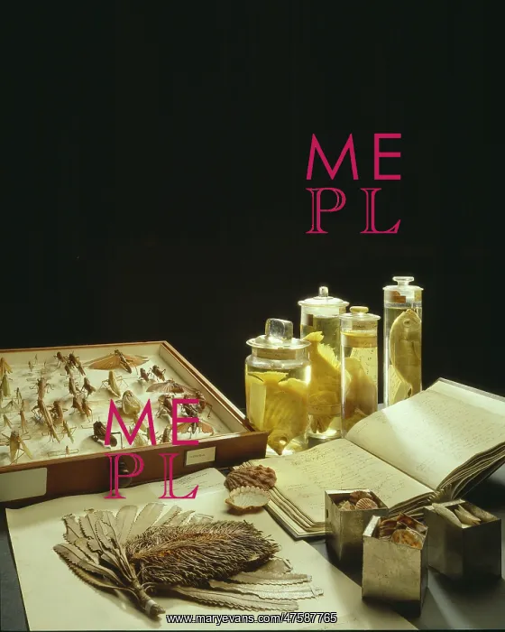 : A Selection of Museum Specimens : A Selection of Museum Specimens