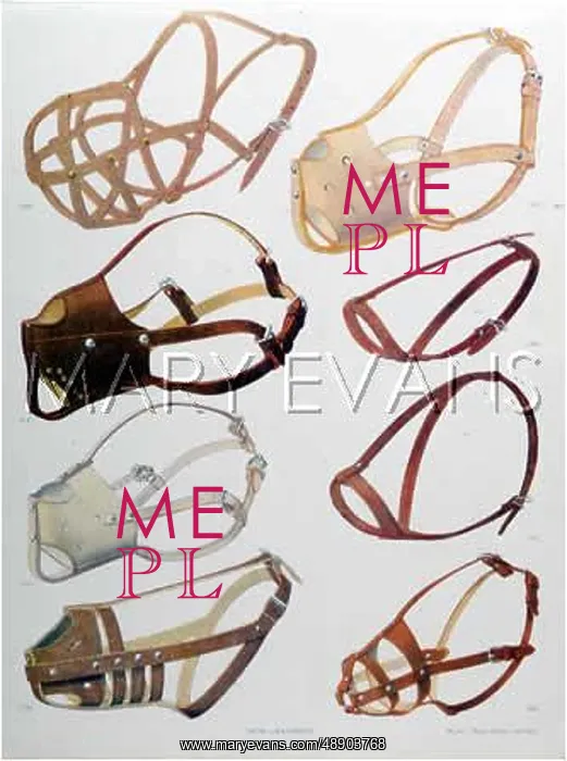 : A SELECTION OF MUZZLES : A SELECTION OF MUZZLES