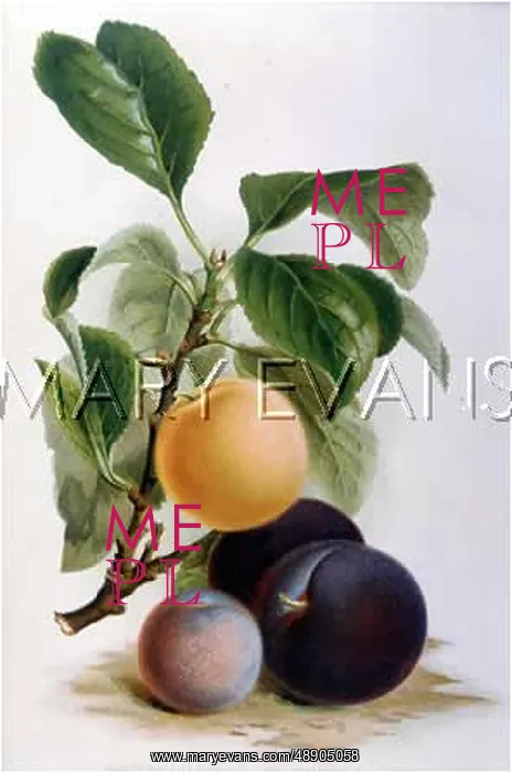 : SELECTION OF PLUMS : SELECTION OF PLUMS
