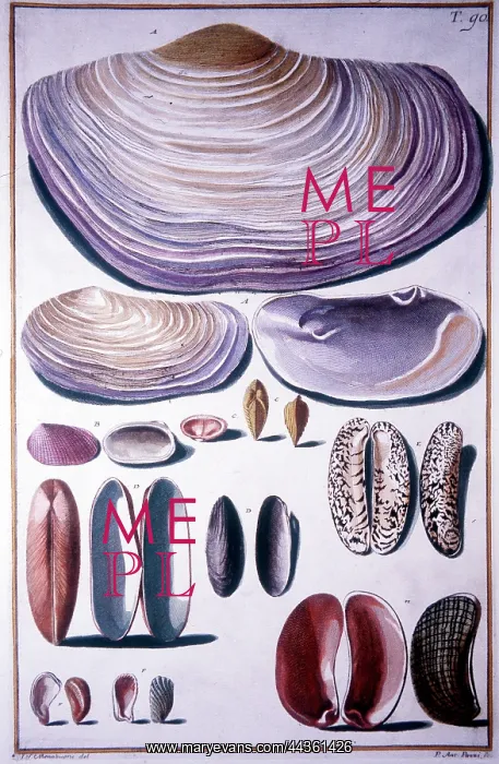  : Selection of Sea Shells