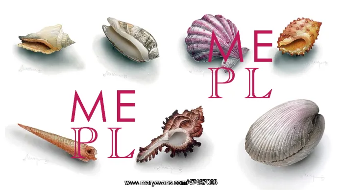  : A Selection of Seven Sea Shells