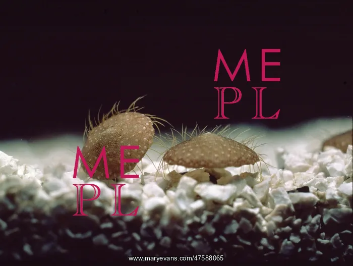 : Selenaria maculata, bryozoa : Selenaria maculata, bryozoa