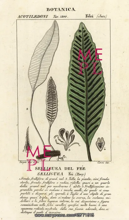 : Seliguea feei fern : Seliguea feei fern