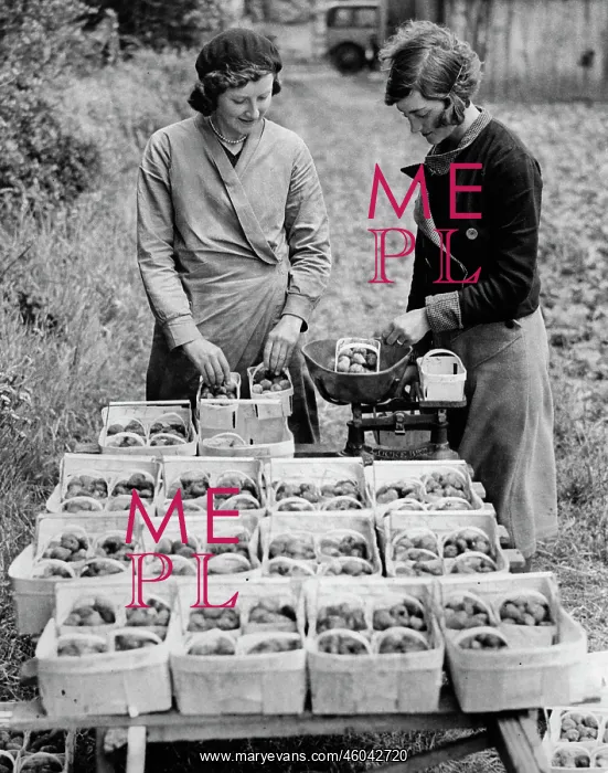 : Selling strawberries : Selling strawberries