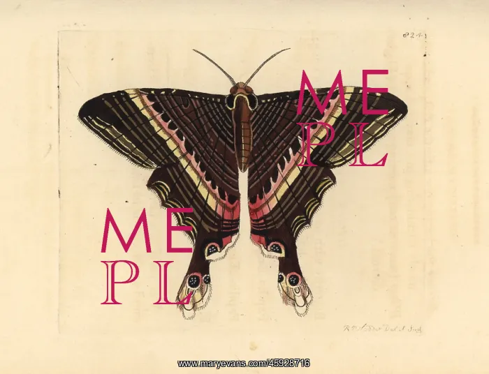 : Sematura empedocles moth : Sematura empedocles moth