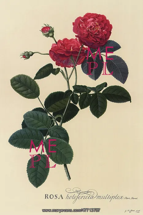  : Semi-Double Rose