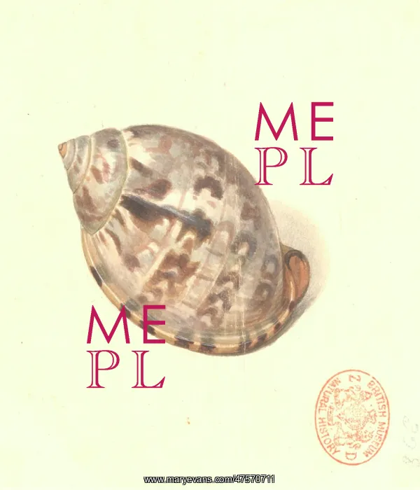 : Semicassis labiata labiata, agate cassid : Semicassis labiata labiata, agate cassid