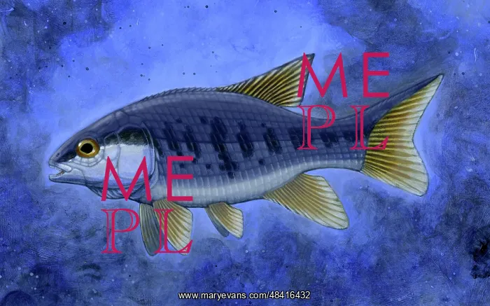 : Semionotus (Flag-Back), an extinct genus of ray-finned fish : Semionotus (Flag-Back), an extinct genus of ray-finned fish