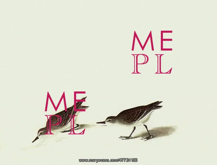  : Semipalmated Sandpiper, Ereunetes pusillus