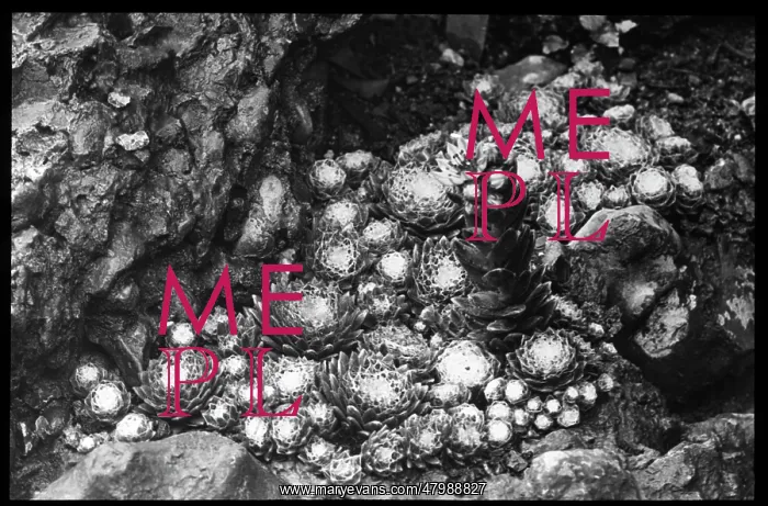 : Sempervivum Arachnoideum Laggeri : Sempervivum Arachnoideum Laggeri